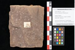 Foto (Objekt + Etikett) von Quercus palaeoilex Ettingshausen (NHMW-GEO-2024-0188-0747)